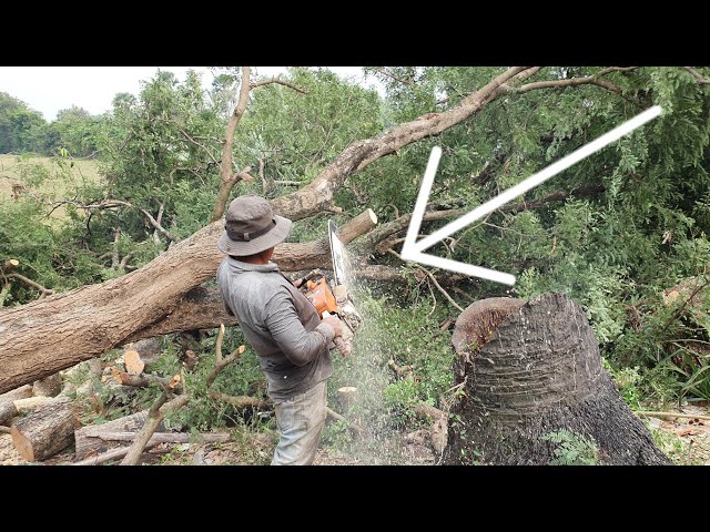 Tamarind Tree Cutting With Chainsaw STIHL MS 070 Wood Cutting Machine