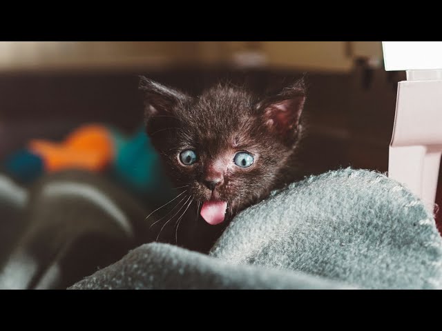 Cute Funny Animals😂😻Funniest Cats And Dogs Videos😹