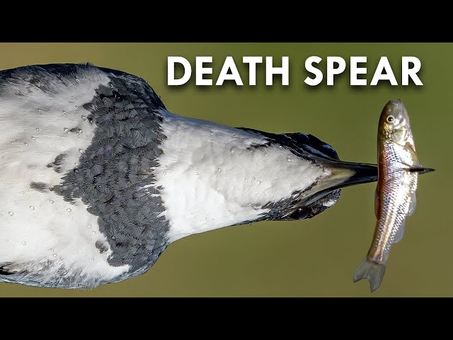 Belted Kingfishers Build Nests Out of the Bones of their Prey