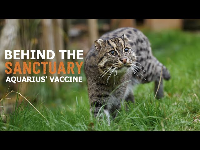 Behind The Sanctuary | Fishing cat gets His Vaccine!