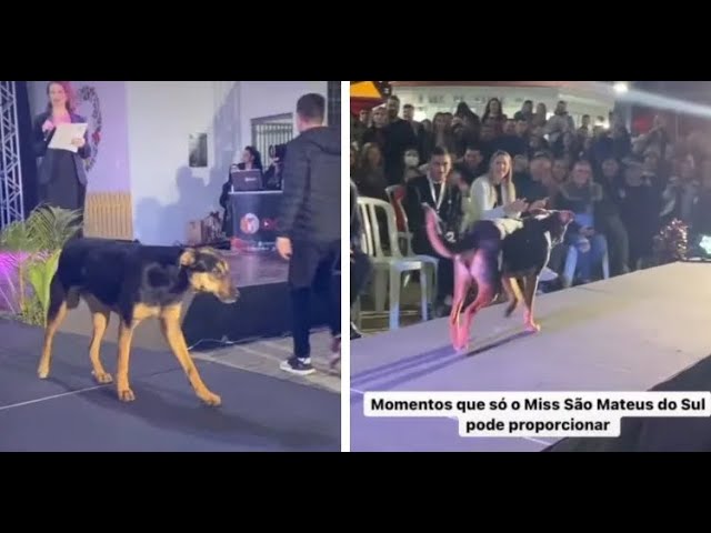 Dog Steals Beauty Pageant Spotlight With His Pawsome Strut Down The Runway.