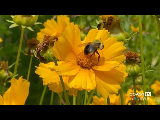 Bees in crisis: Native bee populations falling in Delaware
