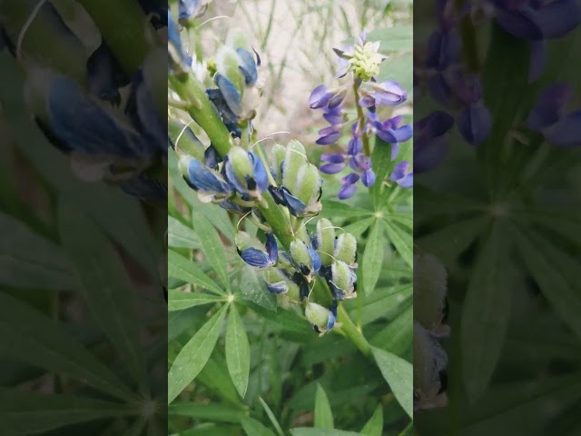 lupin seed pods. what do they look like?