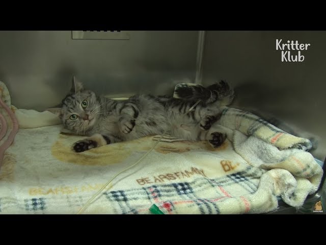 Mysterious Cat Cries In An Apartment (Part 1) | Kritter Klub