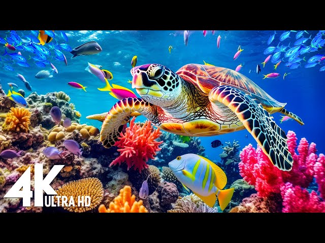 [NEW] 3HRS Stunning 4K Underwater Wonders + Relaxing Music | Coral Reefs & Colorful Sea Life