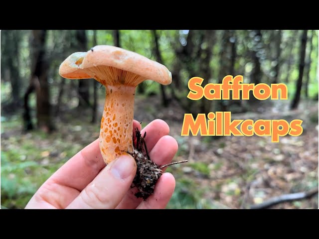 Saffron Milkcap Identification- Edible Wild Mushrooms (Lactarius deliciosus)