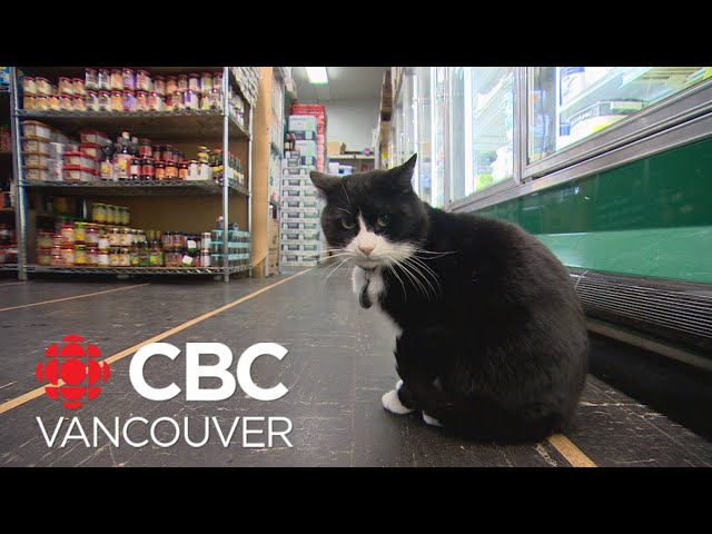 Grocery store cat may face eviction