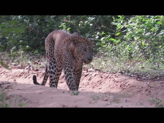 Wilpattu National Park In sri lanka.Big male leopard 😍