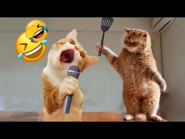 Hilarious Cats and Dogs😹🐶Funniest Animals 2024🤣😁#1