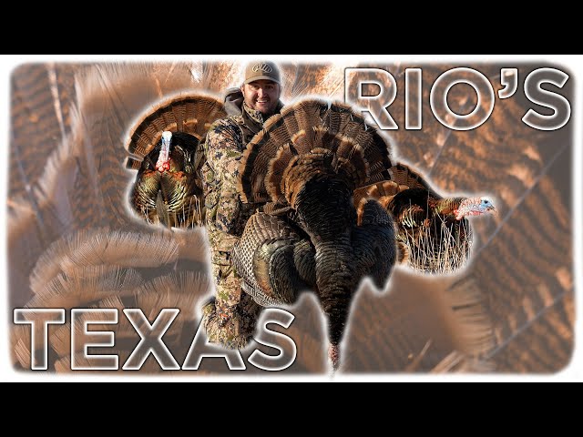 Texas Rio Grande Turkey Hunting! Strutters In The Decoy!