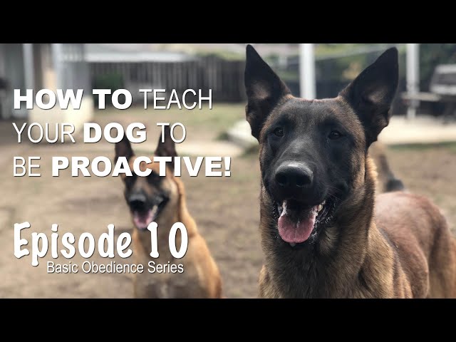 How to teach your dog to be PROACTIVE. Episode 10