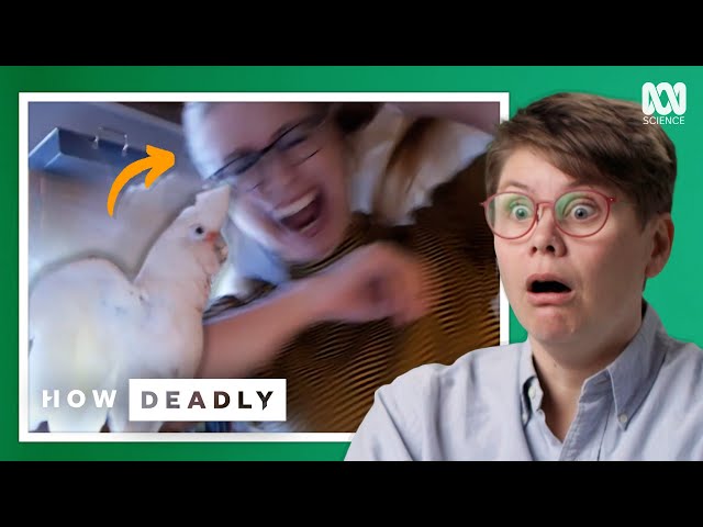 Why parrots unexpectedly attack | REACTION