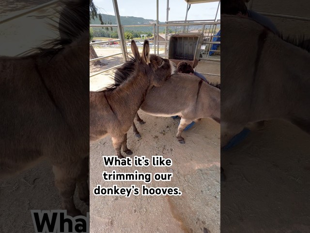 Emotional support donkey?! #donkey #farmanimals #horse #cow #highlandcow #pets #ranch #livestock