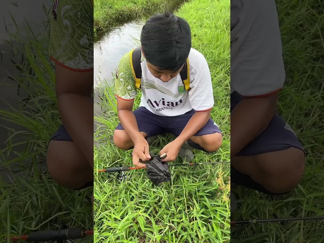 Mancing Casting Di Irigasi Sawah Ikan Banyak Banget 😳 #fishing #ikan #fish #viral #shorts