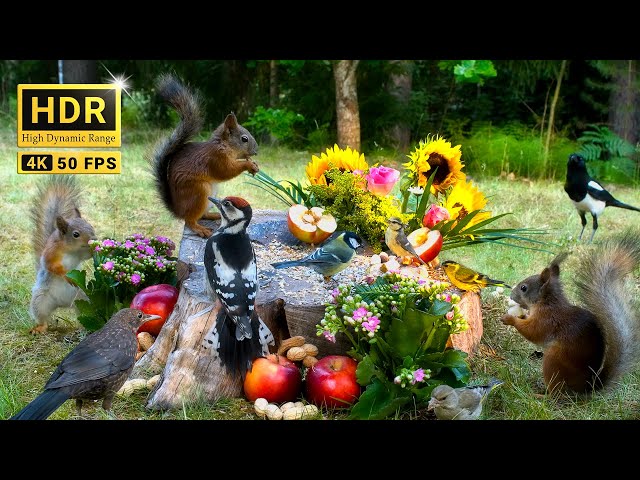 Hang Out with Summer Squirrels & Birds: 10 hours Nature Fun for Cats & Dogs & Humans Alike  (4K HDR)