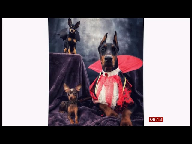 Dressing up your dogs event and viewers images (fun story) (USA & UK) 19/May/2024