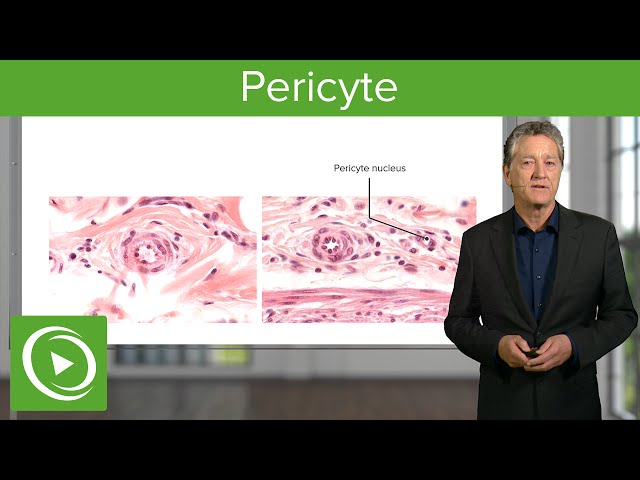 Pericyte: Definition, Structure & Function – Histology | Lecturio