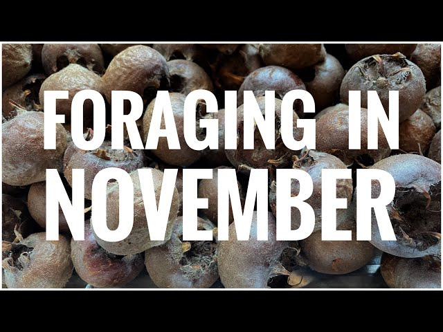 Foraging in November - UK Wildcrafts Foraging Calendar