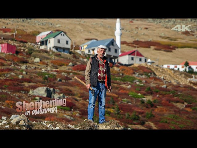 Highland Shepherd in Autumn | Documentary ▫️4K▫️