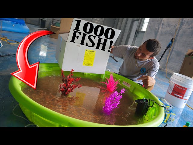 HOMEMADE BackYard Mini Pool Pond Feeder FISH Set up!!