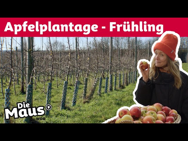 Wie werden Apfelbäume im Frühling geschützt? | Die Maus | WDR