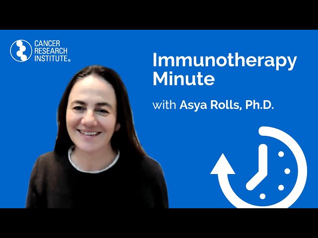 Immunotherapy Minute: Decoding the Neuro-Immune Network with CRI-ICRF Grantee Dr. Asya Rolls
