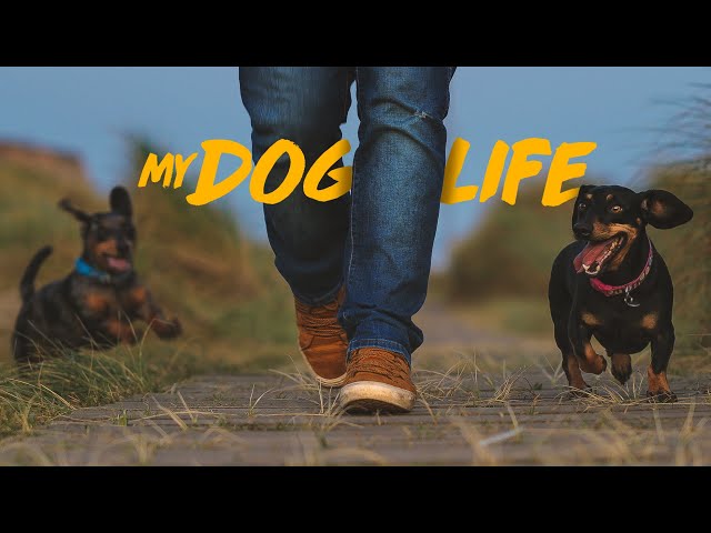 MY DOG LIFE Short Dog Film about MY SAUSAGE DOGS -  Canon 100mm f2.8 Macro