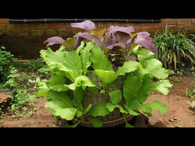 DIY mini vegetable tower to grow Mustard greens at home