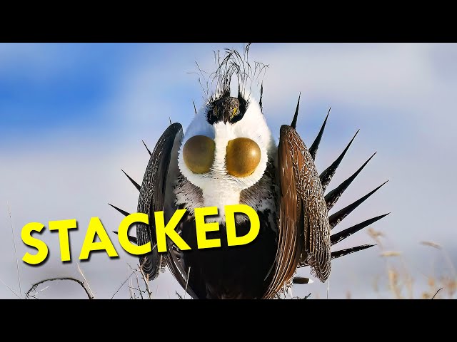 Sage Grouse: Stacked Birds With Huge Chest Sacks For Flirting