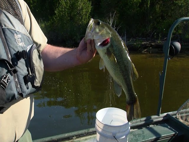 Shocking Fish on Cedar Creek Lake