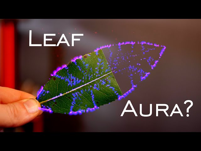Infamous Phantom Leaf Experiment EXPOSED