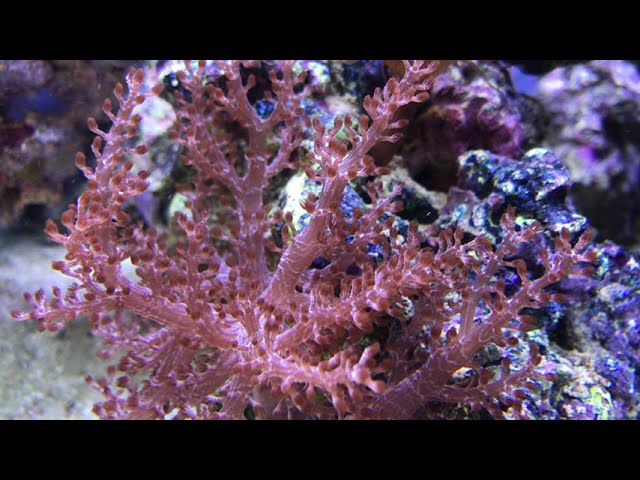 Kenya Tree Coral, Unique Tropical Saltwater Marine Soft-Coral