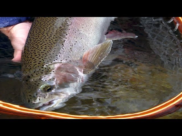 The Columbia River *Trailer* - Catch Magazine by Todd Moen