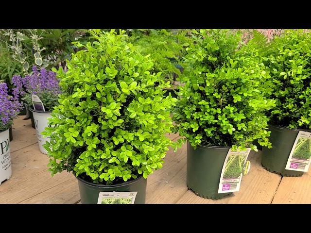 Buxus 'Cranberry Creek' (Boxwood) // Superb, Compact Evergreen🌲🌿 with promising disease resistance.