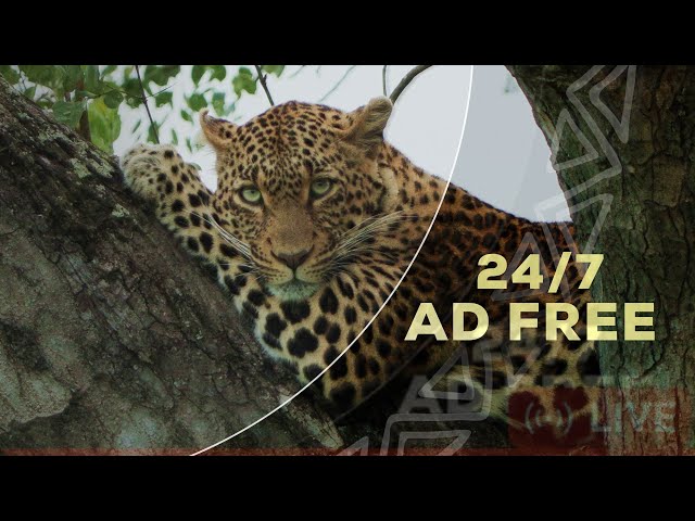 WildEarth Channel - AD FREE