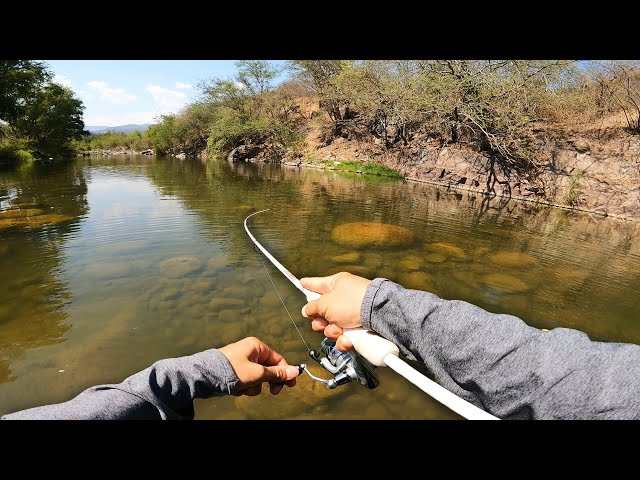 Pescando y Explorando Río lleno de Peces Exóticos (Cíclidos)