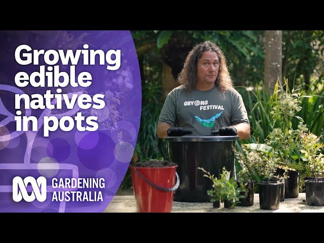 How to grow bush foods in containers | Australian native plants | Gardening Australia