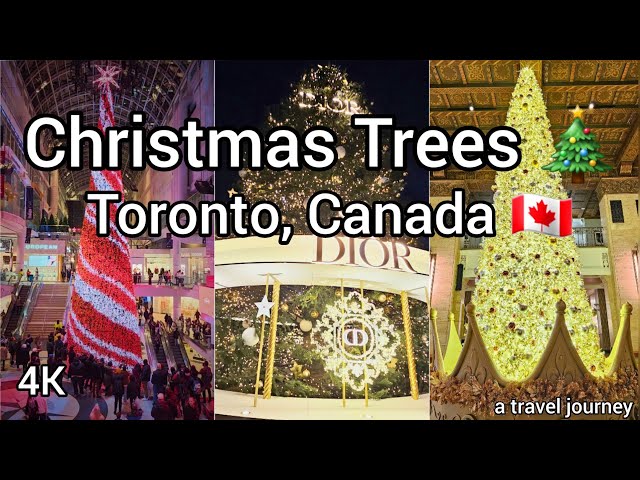 Christmas trees around Toronto 🎄 | Toronto, Canada 🇨🇦 | Things to do Toronto | Christmas Markets