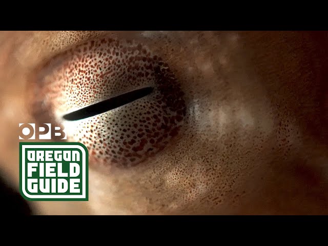 Look to the octopus to understand how aliens might think | Oregon Field Guide