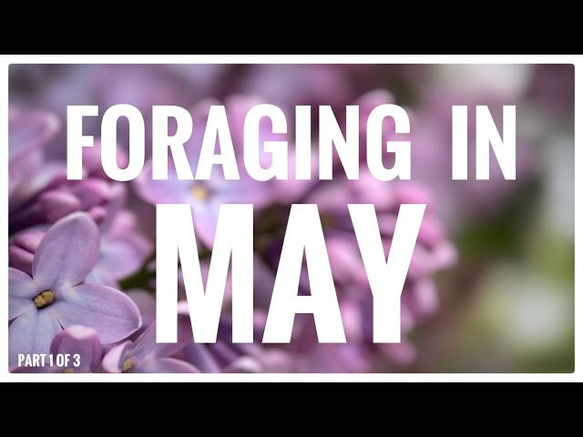 Foraging in May (Part 1 of 3) - UK Wildcrafts Monthly Foraging Calendar