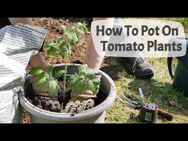 How To Pot On Tomato Plants. Transplanting young tomato plants into their final growing pots.