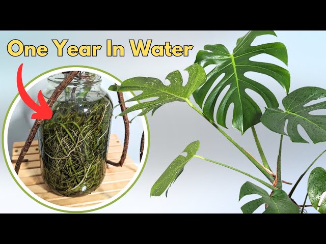 trying to grow the largest monstera in water