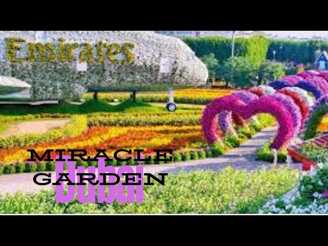 Miracle Garden Dubai 2024 || The world’s largest Natural Flower Garden