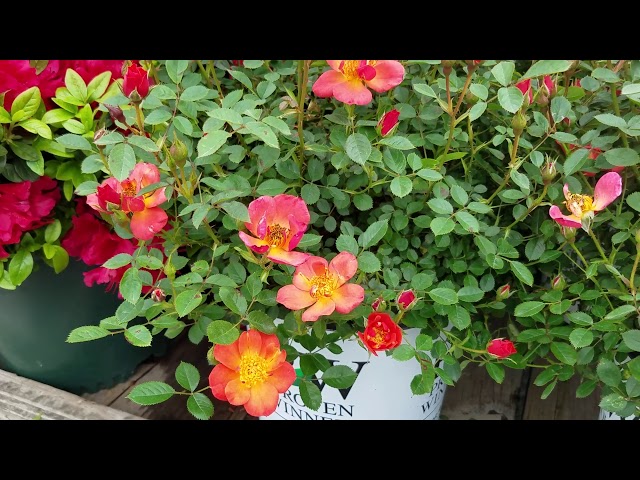 Best Garden Roses - Oso Easy® Hot Paprika® Landscape Rose