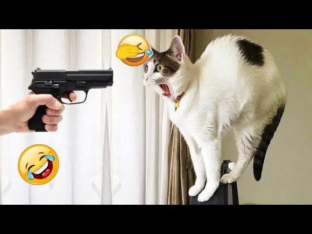 You Laugh You Lose 🐈🐕 Funniest Dogs and Cats 2024 😹🐶