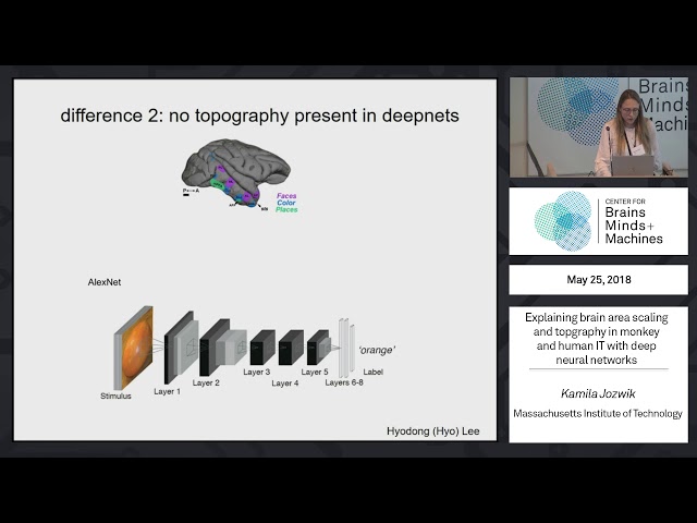 Explaining brain area scaling and topography in monkey and human IT with deep neural networks