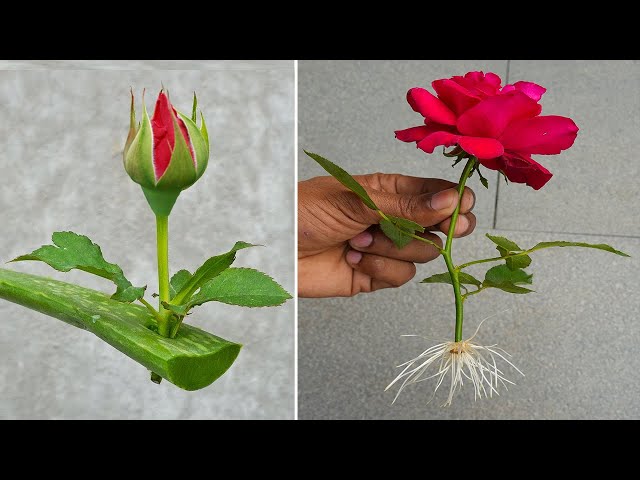 How to grow rose from flower buds - growing red roses