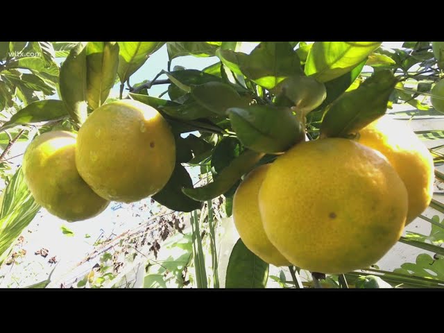 Growing Citrus with Climate Change