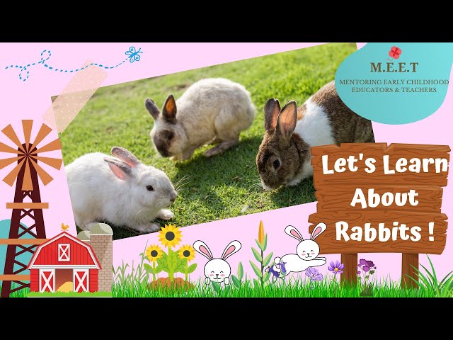 Let's learn About Rabbits!  preschool learning videos for kids l cute bunny rabbit videos