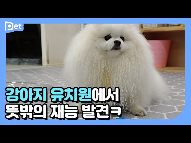 Something happened during free time at the kindergarten┃Dogs' Kindeergarten Life EP.3┃About Pet